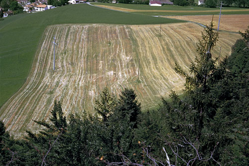 Feld, 2002
